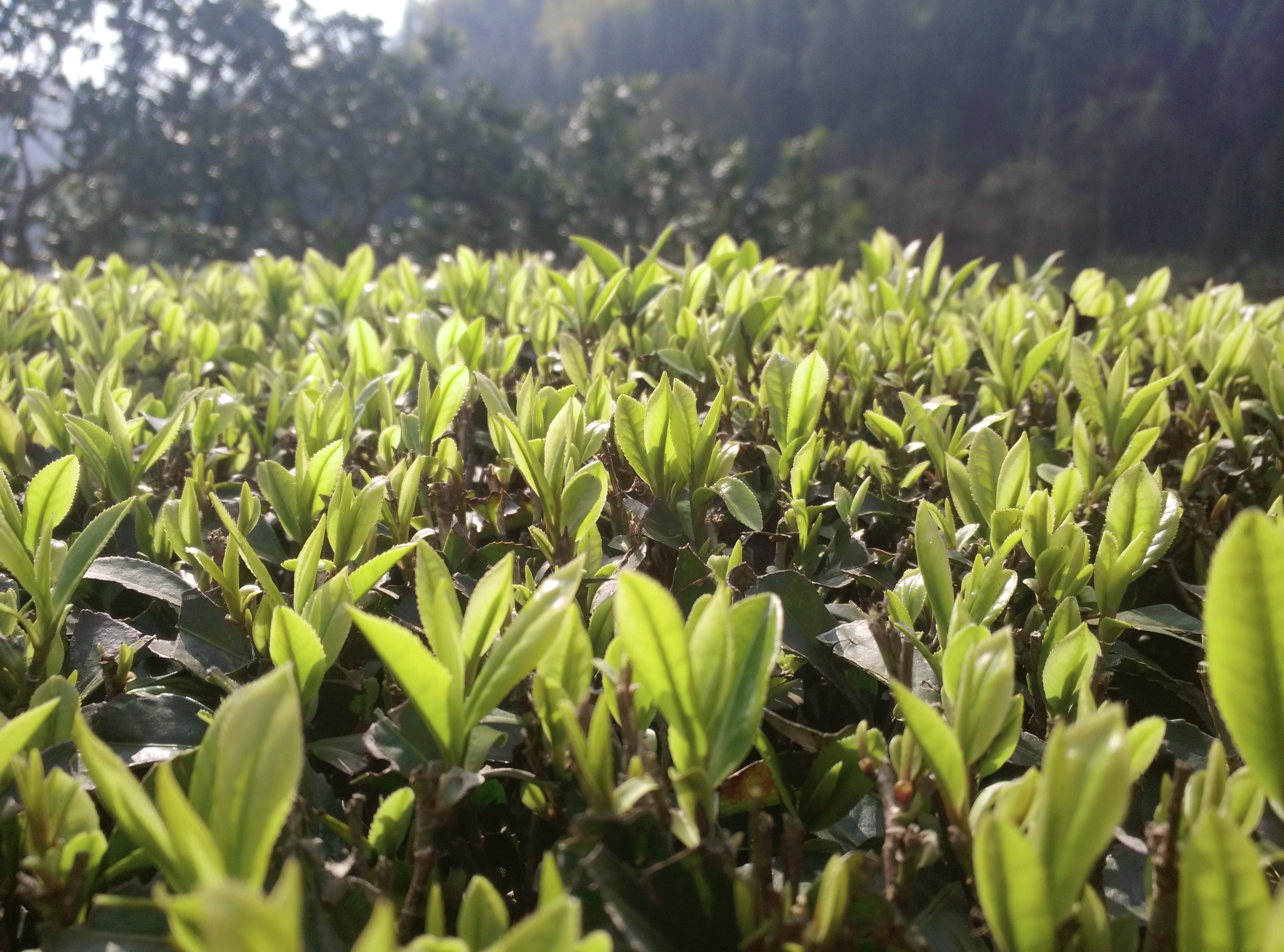 茶树霜冻防止及冻后措施