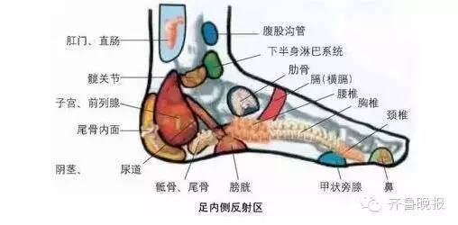 脚踝对应的器官示意图图片