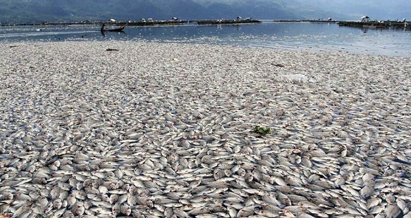 受全球變暖影響,當地魚類大批量死亡,屍體漂浮在河水之中,綿延幾公里