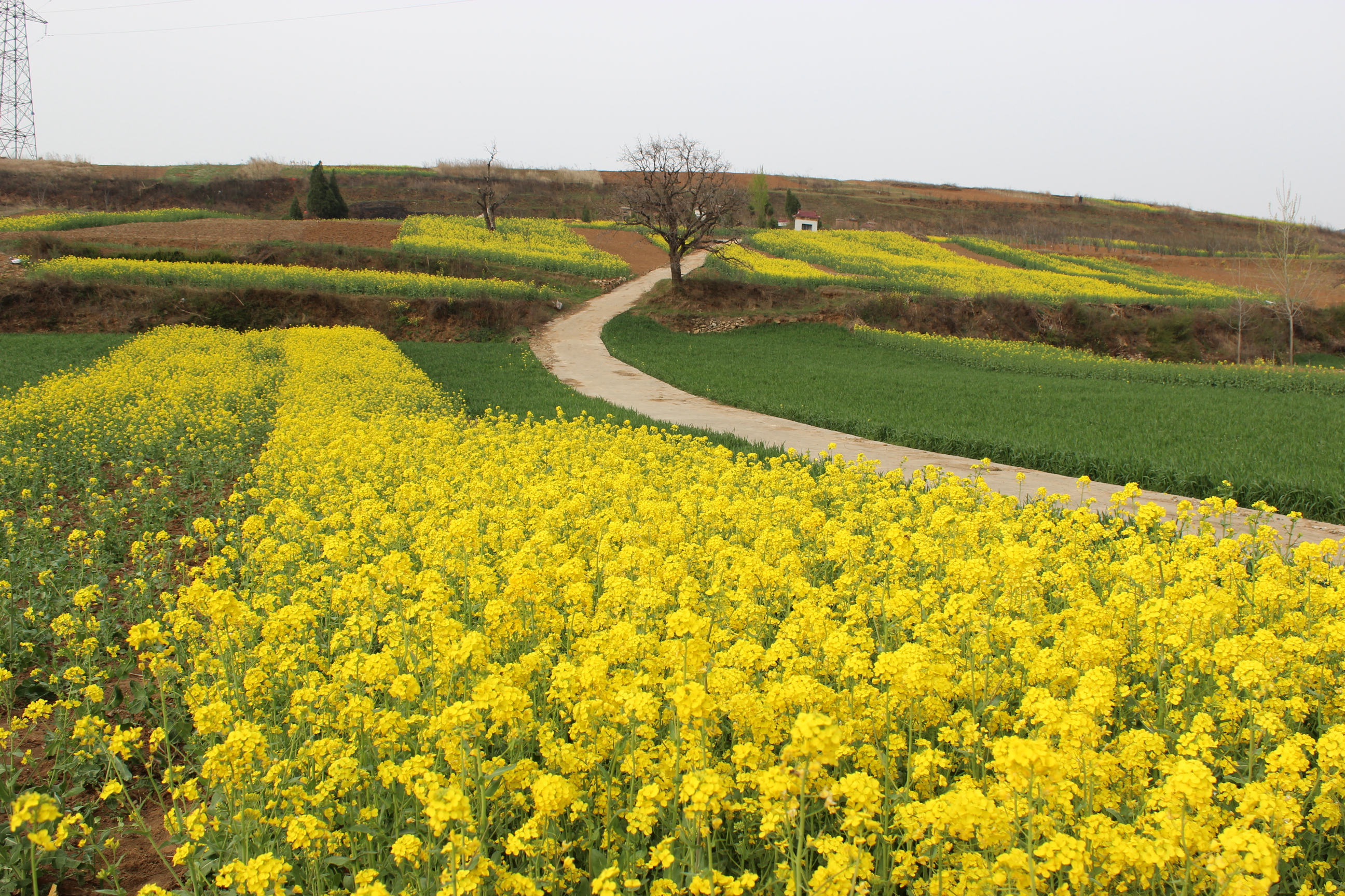 蓝田油菜花观赏地图片