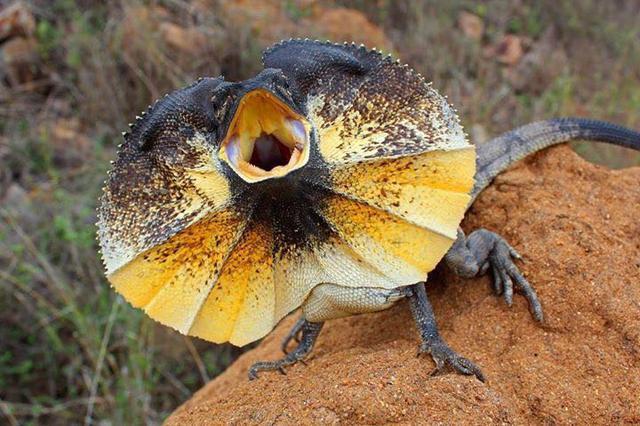 "自带伞"的蜥蜴你见过吗?澳洲伞蜥