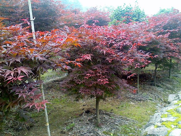 红叶复叶槭种植基地图片