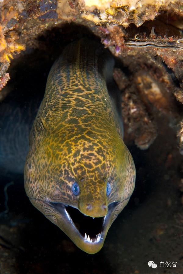 能一口吞下鲨鱼头的鱼—海鳗