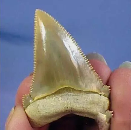 蜗牛的牙齿图片舌头图片