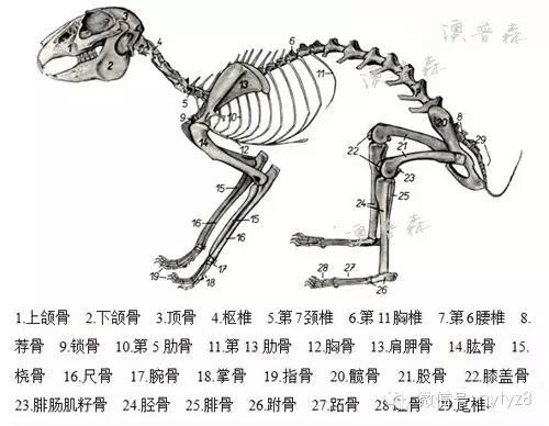 兔骨骼解剖图家兔是野生穴兔的变异品种