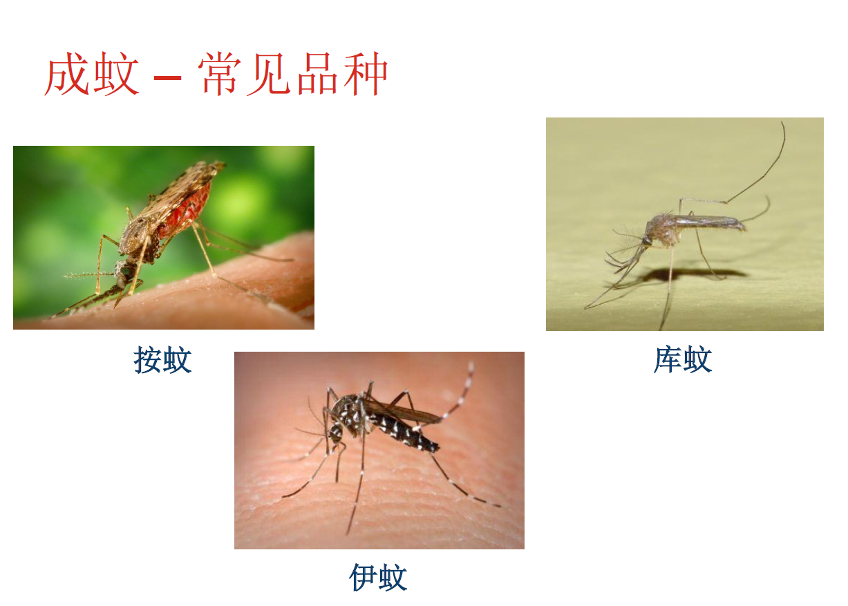 蚊子的特点图片