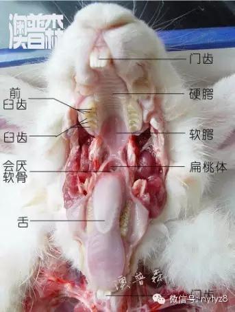 兔子牙齿图片结构图图片