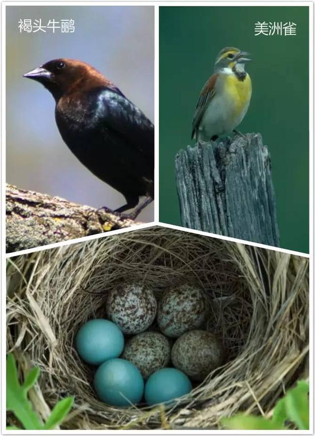 红冠啄木鸟是一种社会性的鸟,常常2到5只组团生活在