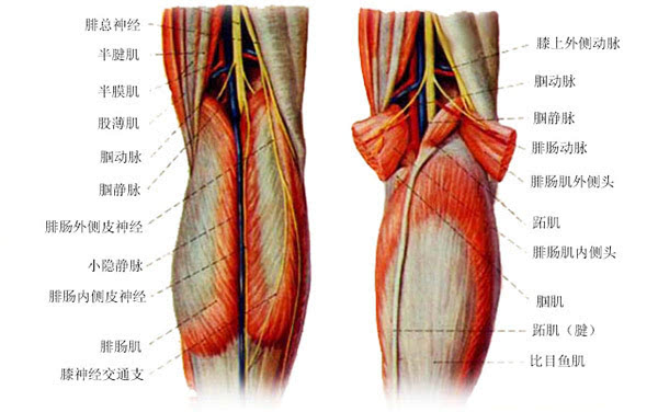 对于腿部,特别是小腿肌肉过于发达的人,通过注射肉毒素,能起到较好的