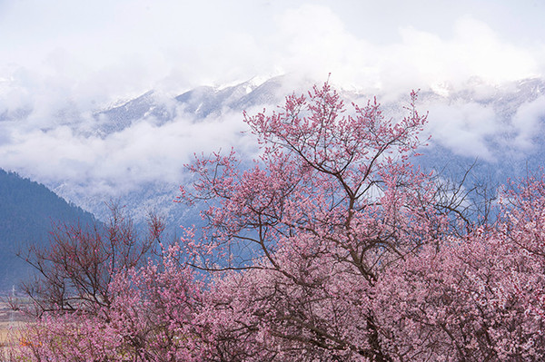 西藏林芝桃花盛开的雪域高原