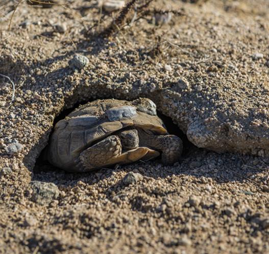 沙漠地鼠龟图片