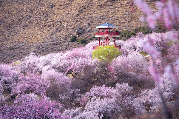 西藏林芝桃花盛开的雪域高原