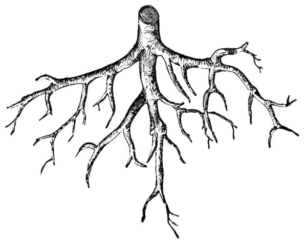 根的初生结构手绘图片