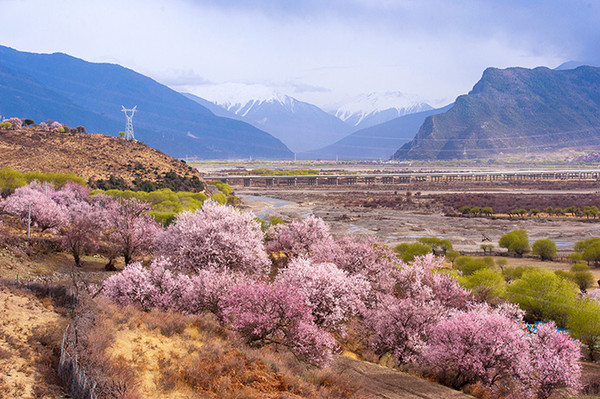 西藏林芝·桃花盛开的雪域高原