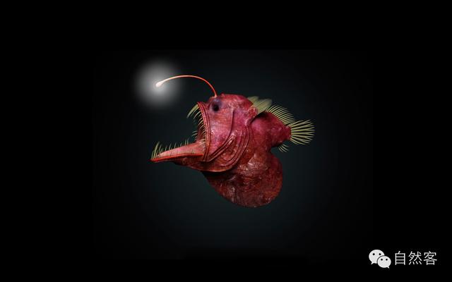 神秘的发光鱼在海里打灯笼的琵琶鱼