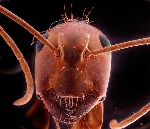 乌尔斑红蚁图片
