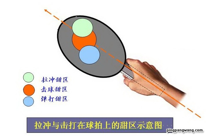 球拍上的"甜区"你知道在哪吗?