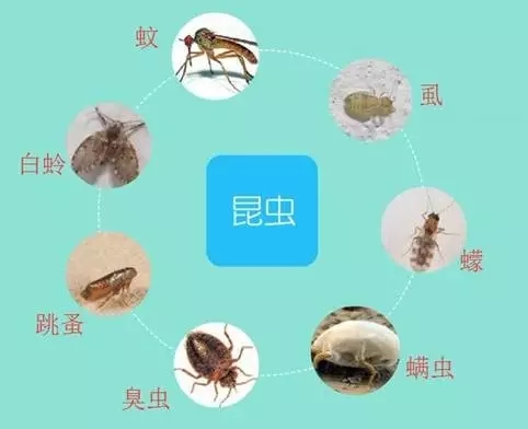 白蛉与蚊子区别图图片