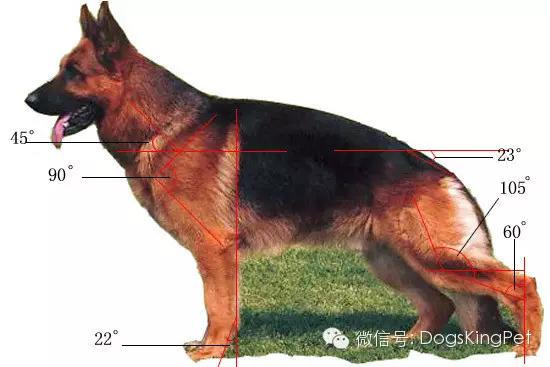 标准德牧骨骼结构图图片