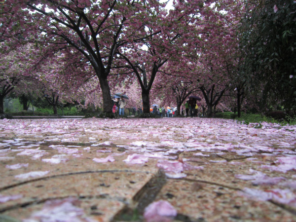 樱花花瓣随风雨飘落犹如"樱花雨,与树上的樱花形成一道亮丽的风景.