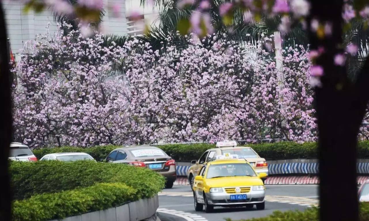 广州整整一条人民北路被紫荆花给包下了!