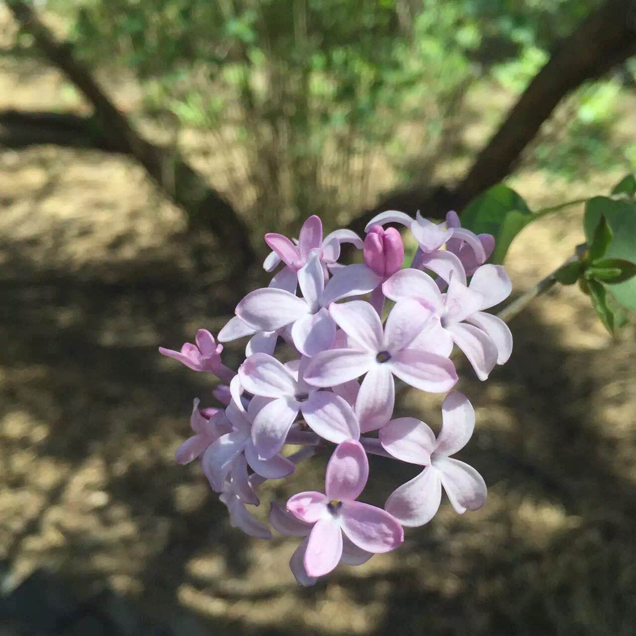 匆匆那年五瓣丁香花图片