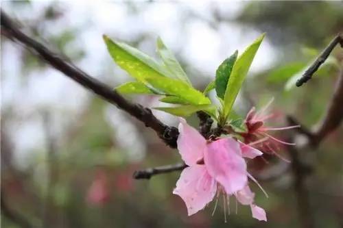 桃花峪里桃花红图片