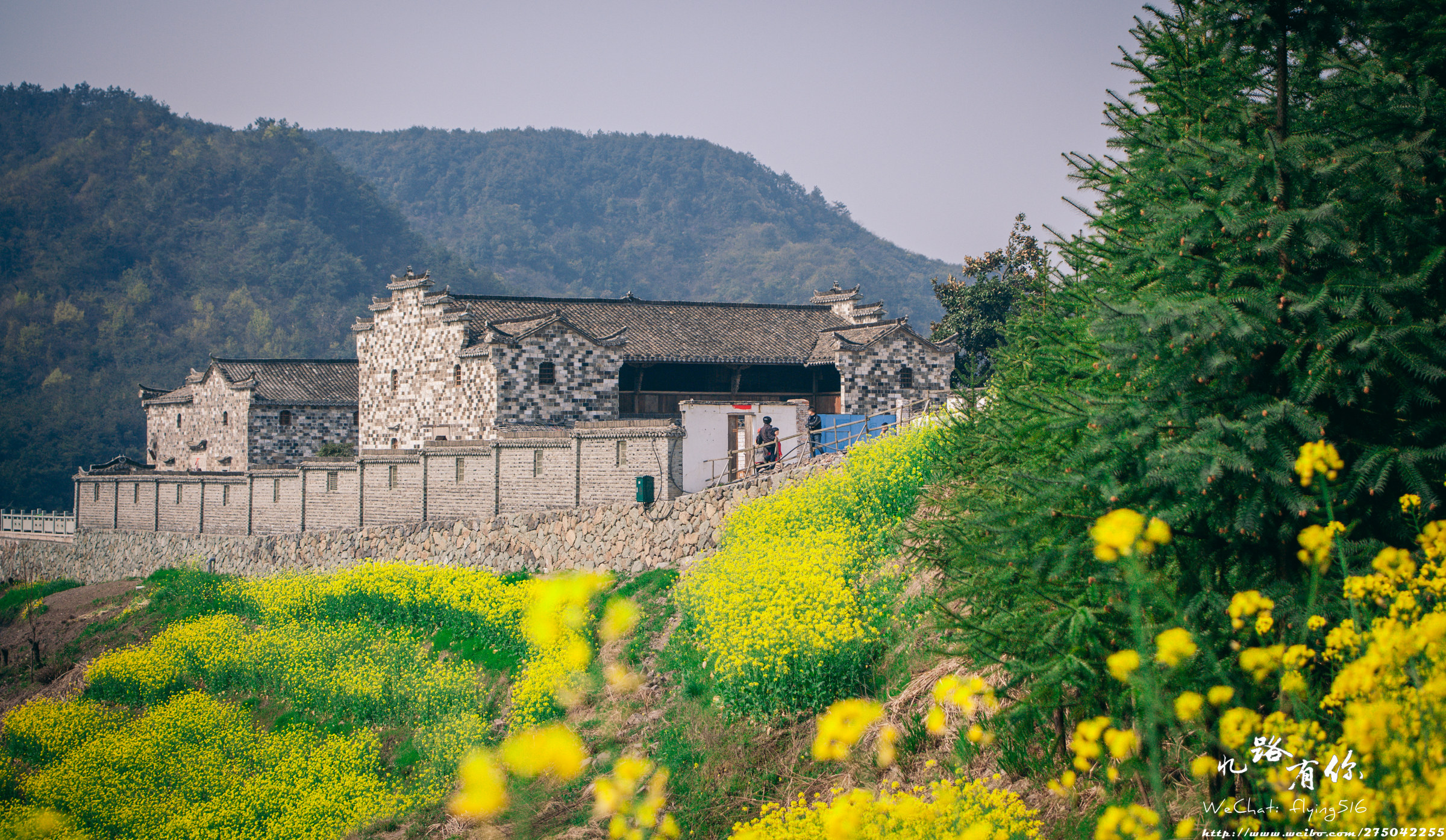 中国唯一彩色村庄遇见油菜花