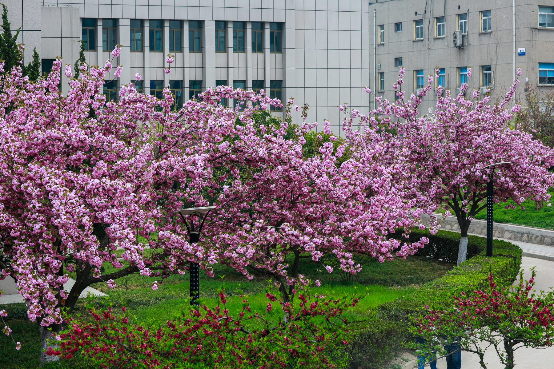 西安交大樱花图片