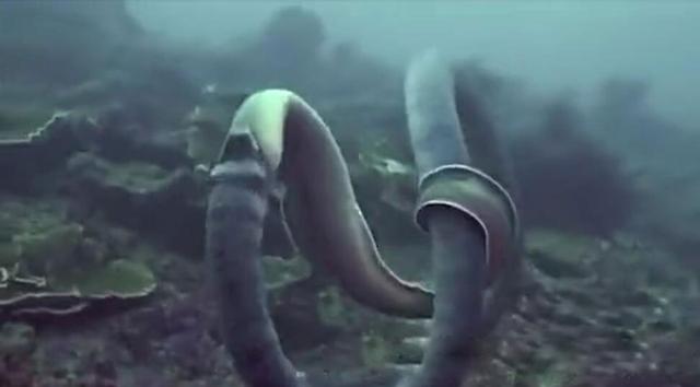 海蛇和海鳗在海中殊死搏斗没想到最后结果这么恐