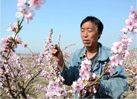 张虎龙简历图片