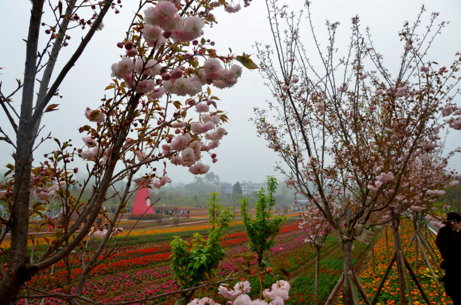 重庆垫江樱花图片
