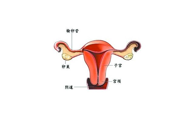 宫颈hpv病毒检查结果的解读