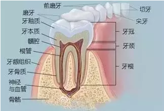牙龈在什么位置图片图片