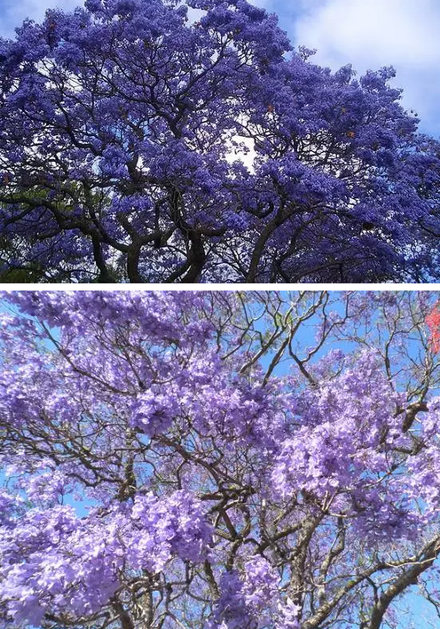 婺源又见桐花开我已归来