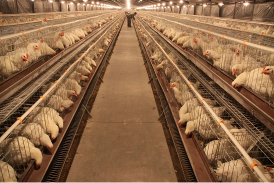 河北最大肉鸡一条龙企业已实现肉鸡全程无抗养殖