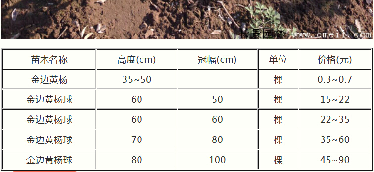 金边黄杨基地中的金边黄杨小苗多少钱一棵