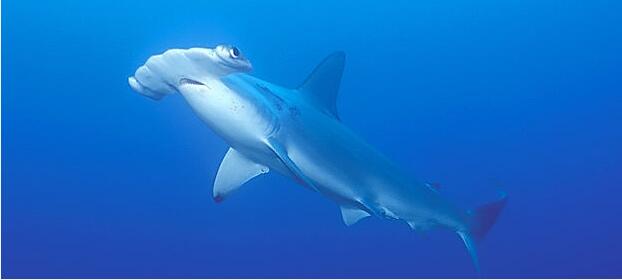 大西洋锥齿鲨图片