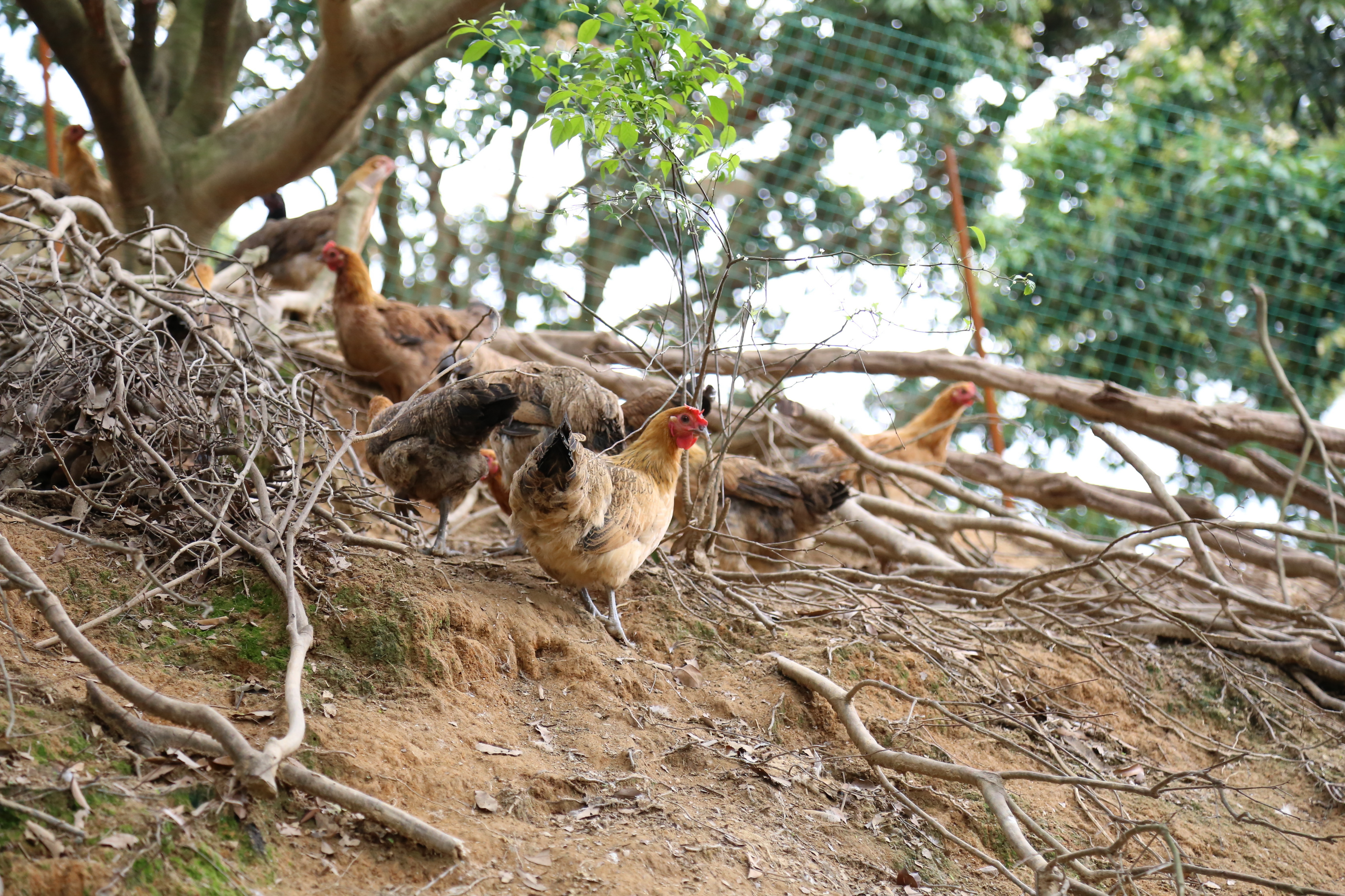 广西瑶鸡种鸡场图片