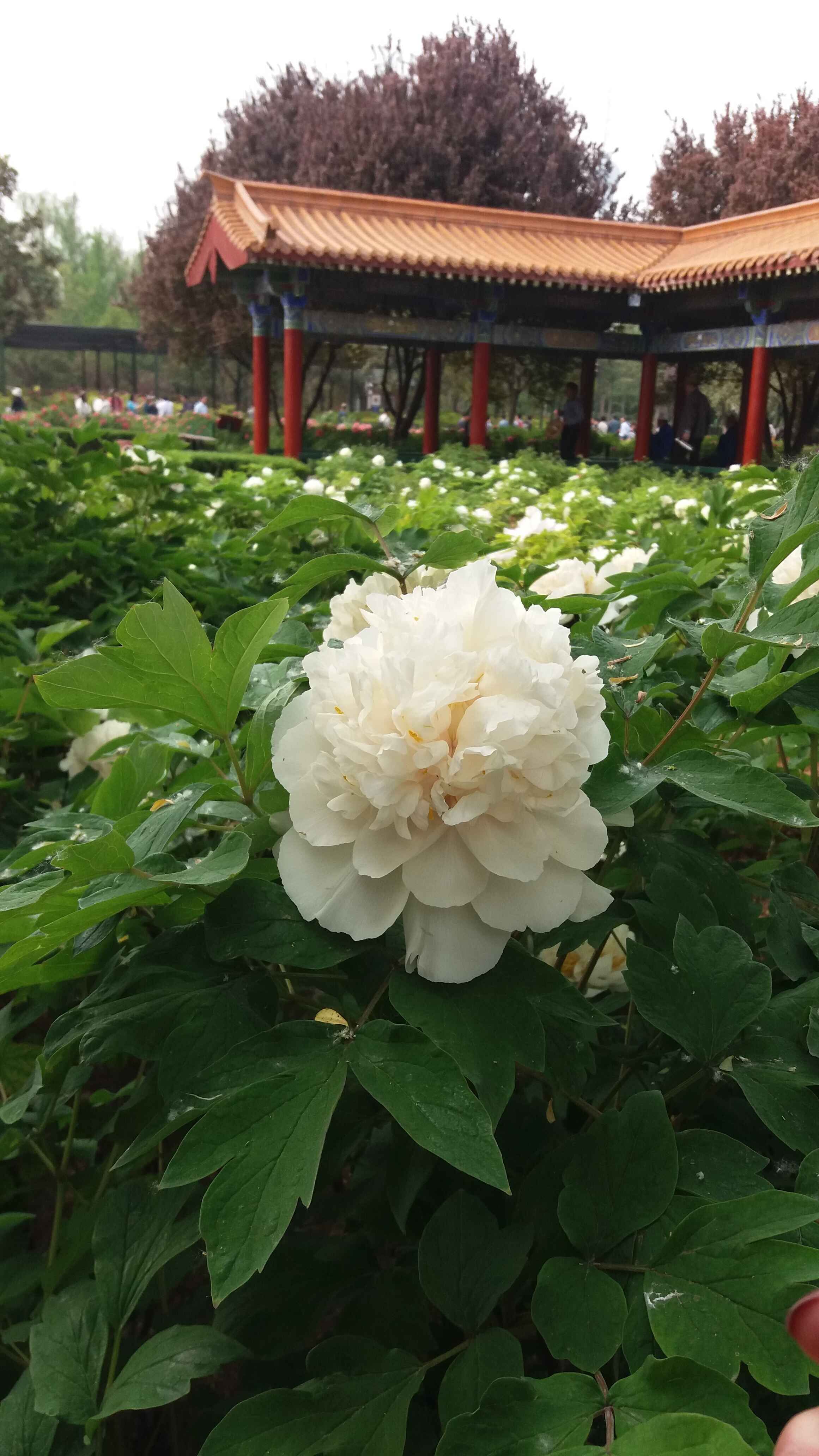 而在隋唐城遗址植物园内约有420个品种11万株牡丹,其中二乔,白雪塔