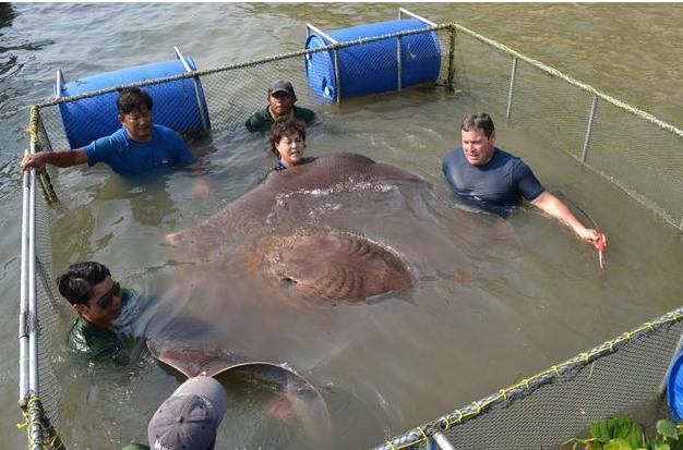 这是人们发现的最大的黄貂鱼,它重达300多公斤,人们捕捉它的时候,也