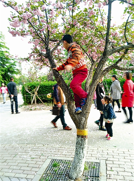 小朋友爬树摘花图片