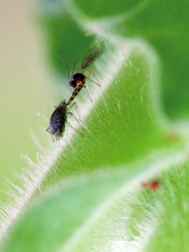 放的是蚜茧蜂 专灭烟蚜虫