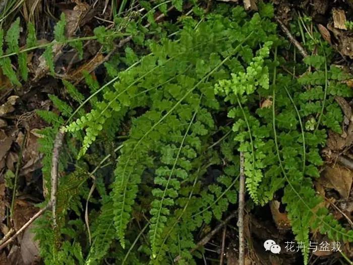 野鸡尾巴草图片大全图片