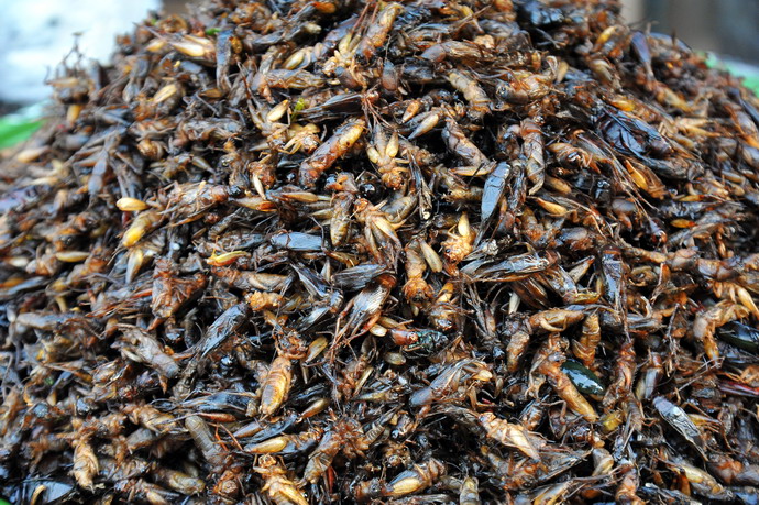 柬埔寨油炸毒蜘蛛图片