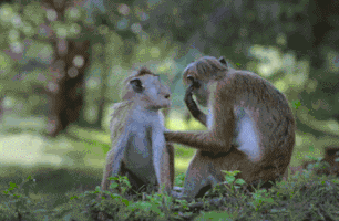 猴子搞笑gif图片