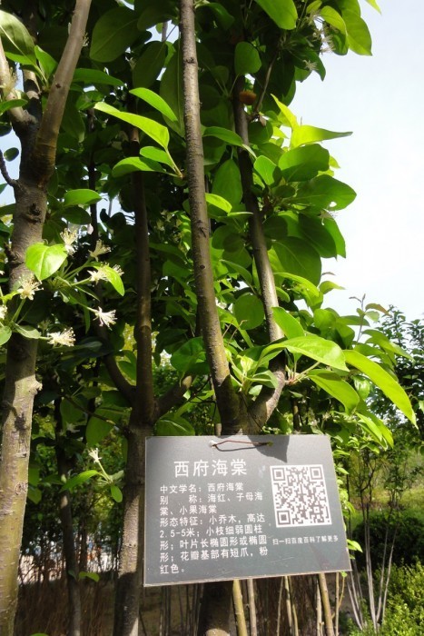 海棠树牌制作图片