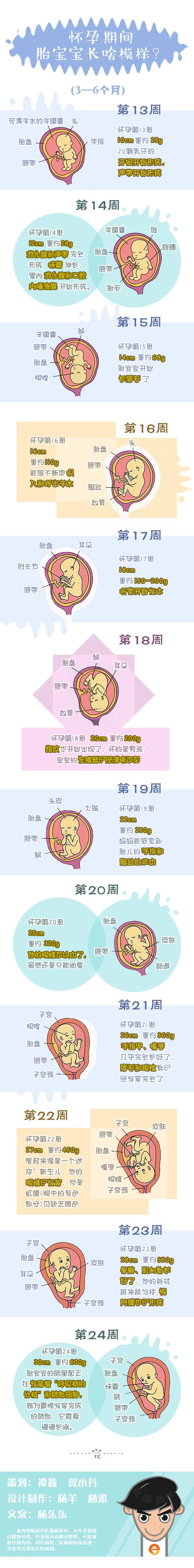 一图读懂怀孕期间胎宝宝长啥模样1324周