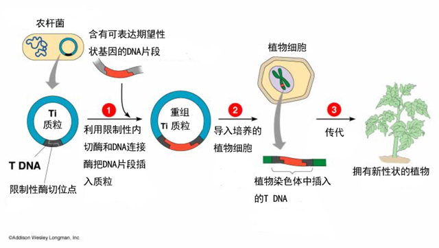 转基因之路应该如何走