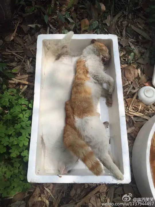 世贸滨江20多只流浪猫被一夜毒杀!
